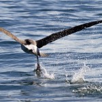 L'Albatros prend son envol